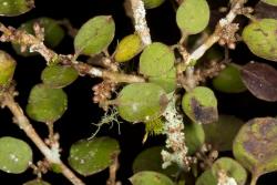Image: Chris Morse © Landcare Research 2014 